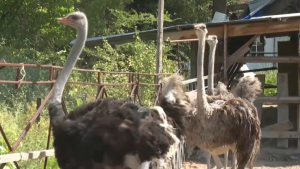 Африканских страусов начали разводить в Шуском районе