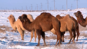 2024-й объявлен Международным годом верблюдовых