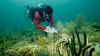 В Нидерландах нашли способ спасения коралловых рифов