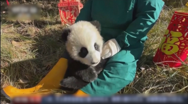 Родившихся в этом году панд показали в Китае