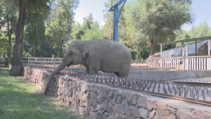 Как животные в зоопарке Алматы переносят жару
