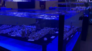 Учёные Дубая выращивают кораллы