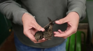 Волонтёры спасают птиц от жары в Швейцарии