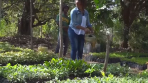 Кенийцы сажают деревья в память об умерших родственниках