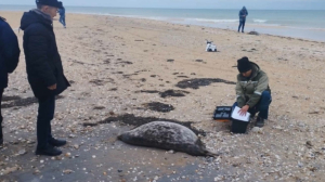 Причину гибели тюленей и осетровых в Мангистауской области выясняют учёные