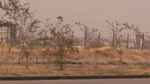 В Шымкенте массово засохли деревья, посаженные за бюджетные деньги