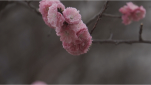 В Корее начался период цветения вишни