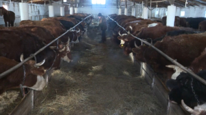 30% кормов для скота завозят в Ұлытау из других регионов