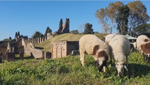 Овцы помогают поддерживать в порядке зелёные луга в Италии