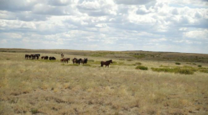 Задержаны подозреваемые в краже скота в области Ұлытау