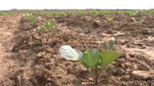 Аграрии Туркестанской области столкнулись с нехваткой поливной воды