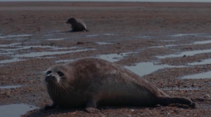 На Каспии появится резерват для тюленей