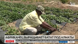 Батат и голубую фасоль выращивает выходец из Африки недалеко от Алматы