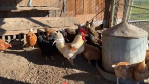 Птичий грипп в Калифорнии: фермеры вынуждены уничтожать кур