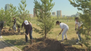 Сотрудники Агентства «Хабар» высадили деревья в Астане