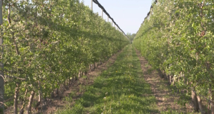 Технологии позволяют увеличивать урожай яблок в Алматинской области