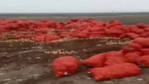 20 тонн лука обнаружили на мусорном полигоне в Атырау