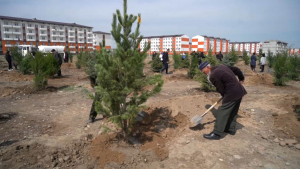 Порядка 57 тысяч деревьев высадили в Жамбылской области