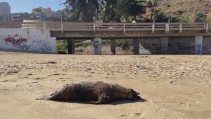 Птичий грипп в Чили убивает морских львов