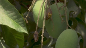 Посевы манго пострадали из-за климатических условий в Пакистане