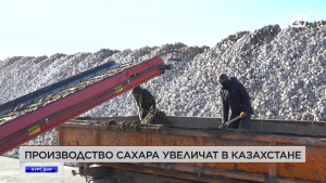 Производство сахара увеличат в Казахстане | Курс дня