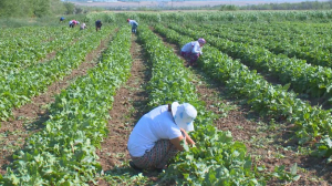 Новые требования к органической продукции введут в Казахстане