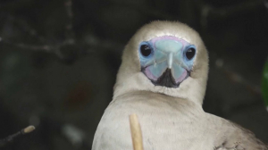 Птичий грипп: власти Эквадора защищают редкие виды