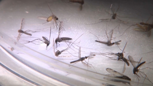 Малярия стала опасней: насколько эффективны существующие методы лечения