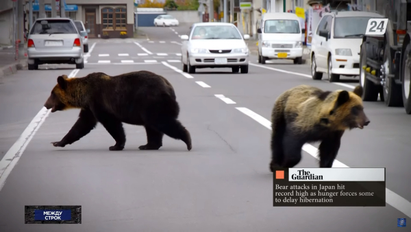 Медведи вынуждены питаться людьми в Японии | Между строк