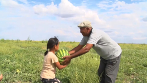 Сбор урожая бахчевых начался в Атырауской области