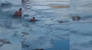 Собаку спасли из воды в Петропавловске