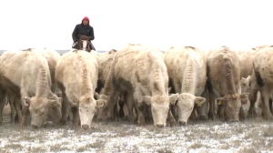 6 млрд тенге направили на развитие животноводства в Актюбинской области