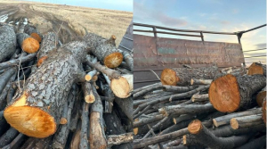 Краснокнижные деревья вырубили двое сельчан в Актюбинской области