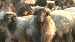 Правила выкупа скота для участников «Ауыл аманаты» ужесточили в Кызылординской области