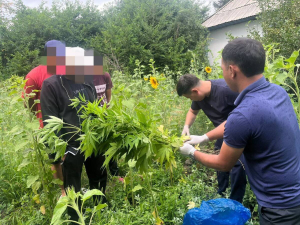 14 кустов марихуаны выращивал во дворе дома безработный житель области Жетысу