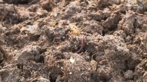 Предприниматель из Караганды увеличивает урожайность с помощью червей