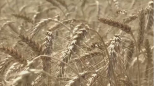 «Зерновая сделка»: вывезено 30 млн тонн зерна