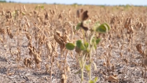 Фермеры Марокко страдают от затяжной засухи