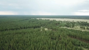 Охрану леса усилят в Павлодарской области