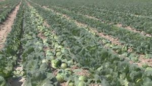Первый урожай овощей поспел в Туркестанской области