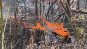 Тушение пожара в Абайской области продолжается в трёх направлениях