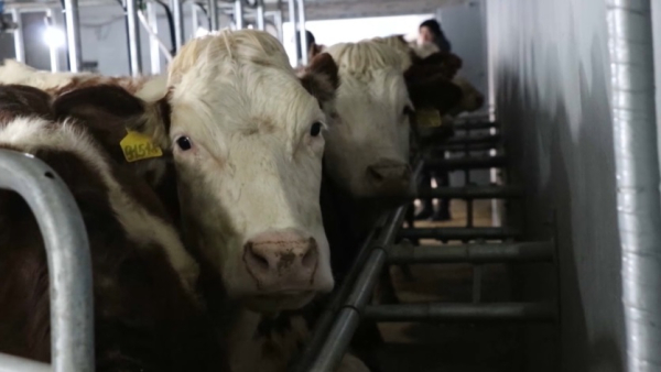 Молочное животноводство развивают в Алматинской области