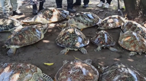 Редких черепах спасли от браконьеров в Индонезии