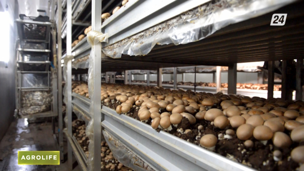 Саңырауқұлақ өсіру қаншалықты табысты кәсіп? | AgroLife