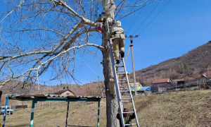 Застрявшей на дереве девочке помогли спасатели в ВКО