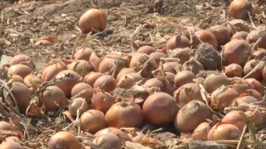 Неурожай лука ожидают в Жамбылской области