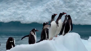 В Антарктиде нашли новые колонии императорских пингвинов