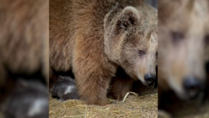 Алматинский зоопарк опубликовал видео медвежат