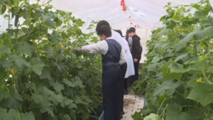 Уроки биологии проводят в теплице в Актюбинской области