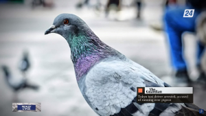Таксиста из Токио арестовали за то, что он сбил голубя